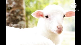 Cute Baby Sheep and Little lamb