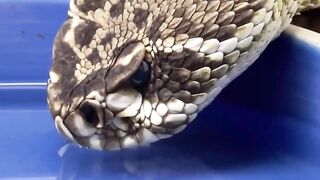 This is how a rattle snake drinks water ...  Even his drinking water is sneaky, there is never a sound! ????