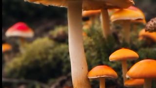 Mushrooms ???? ????