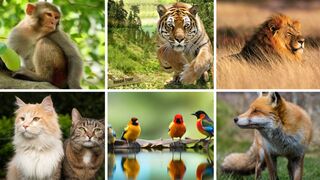National Wildlife Geographic Collection SA Safari Animals #SAANIMALSAFARI