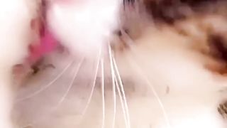 My beautiful cat