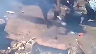 Animal massacre ????????