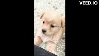 Cute dog puppy having a cute moments