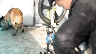 Dog working ♥️