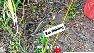 eel fishing in the rice field ditch