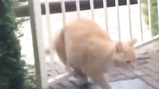Animal's Silly Behavior