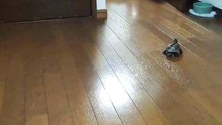 The turtle was given the opportunity to move around the house at high speeds