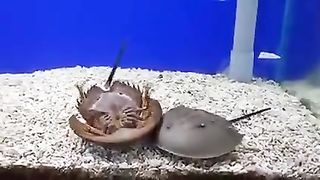 They said shellfish don't have brains