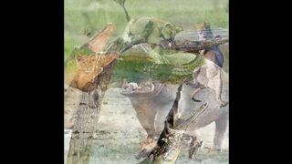 prédateurs en images - Faune. Animaux.