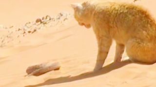Serpent du désert contre chat des sables.Desert Snake vs. Sand Cat.