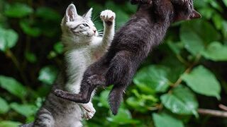 The FUNNIEST Pet Videos of 2024 ???? | BEST Compilation
