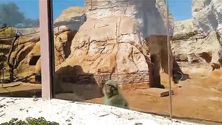 Monkey ????