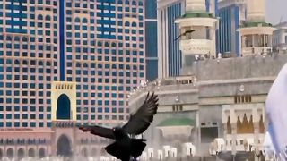 সুন্দর সুন্দর কবুতর অসাধারণ