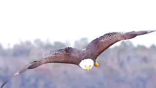 for more ????Follow us for more stunning images and videos!