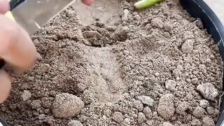 How to grow plant  and fruits for few days