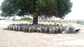 الضل
