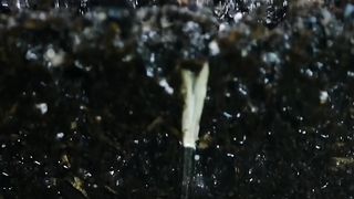 Looks at this tree #febspot #usa #world #tree #viral #short #videos