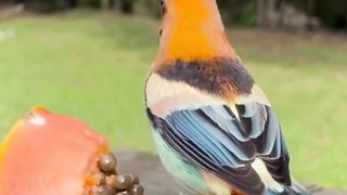 very beautiful bird