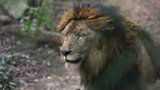 the lion