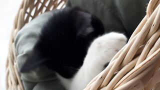 Cat love