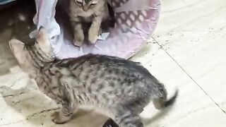 His last misery