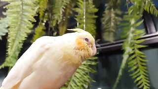 Parrot ???? singing