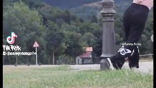 Funny video