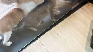 Smart cat