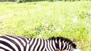 Animal video