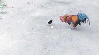 Very very funny cute baby chicken ????/