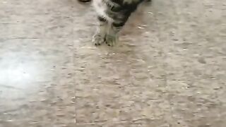 Cat in office
