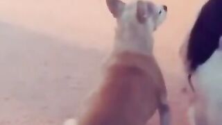 Dog dancing