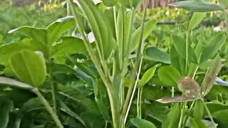 The green fields of the village and how I planted you