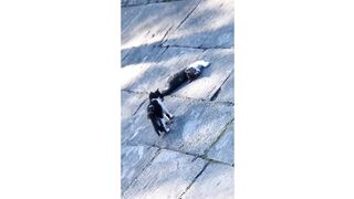 Cats playing