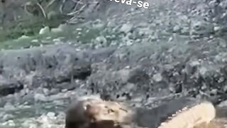 The hunt