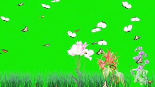 colourful flower and butterfly green screen animation videos no copyright