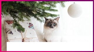 3 types of cats
