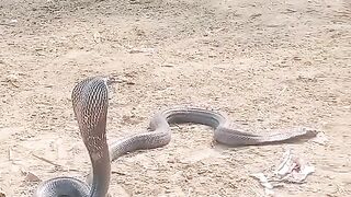2 Snake ???? | Umer Pendu
