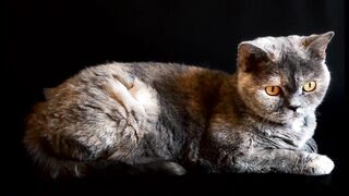 cat playful big eyes sweet cute play cat face