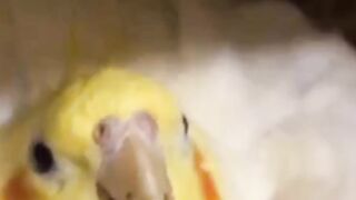 Cocktail hatching eggs