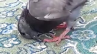 Lovely Pigeon