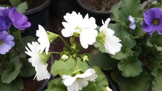 Primula obconica