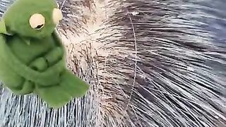 lice swelling