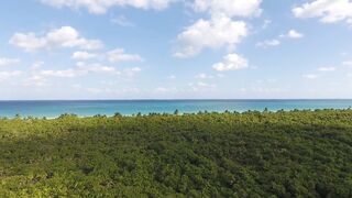 Forest beach and Natural Drone View