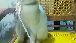 My cute little cat