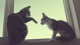 Cat love Short ❣️