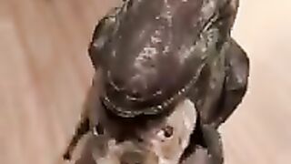 Dogs funy video