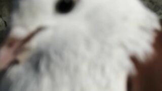 New year 2023 best nice birds beauty