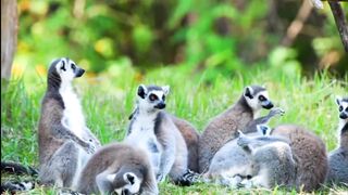 New Beautiful Forest Animals Video For Childern 2023