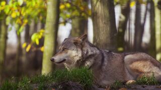 Wild Life Wolf In The Forest